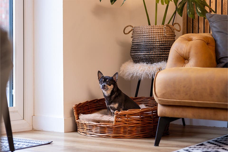 Contemporary dog bed in a modern living room.