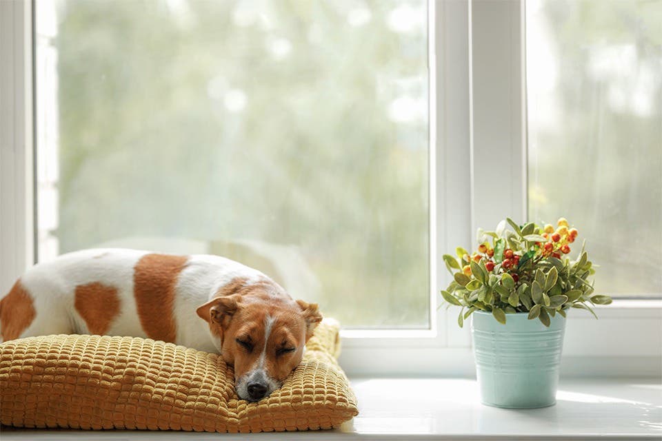 Comfortable pet nook with cushions beside a window in a contemporary home.