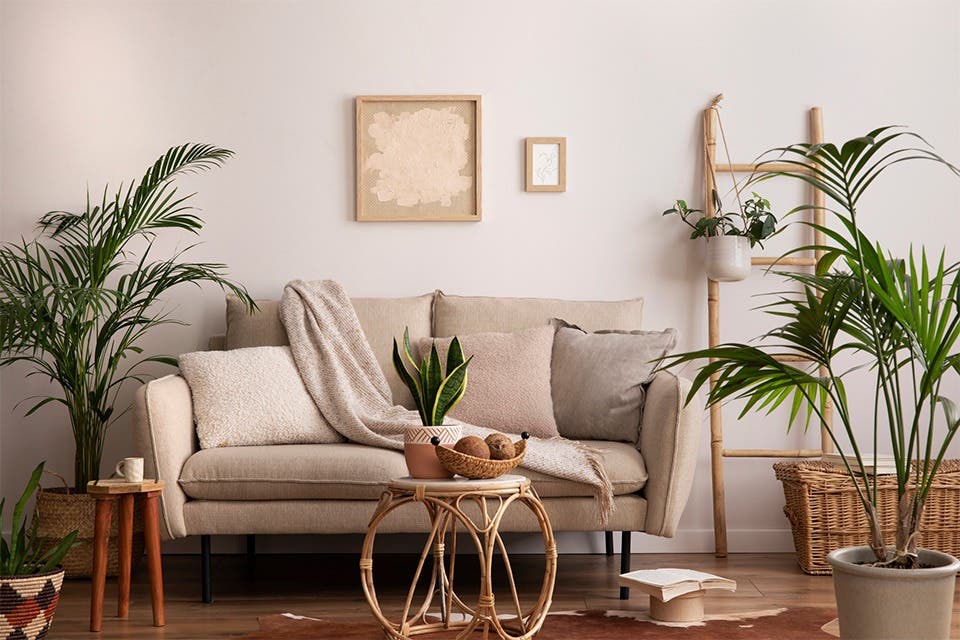 Living room styled with indoor plants in pots, in a pot, and in a coffee table arrangement.